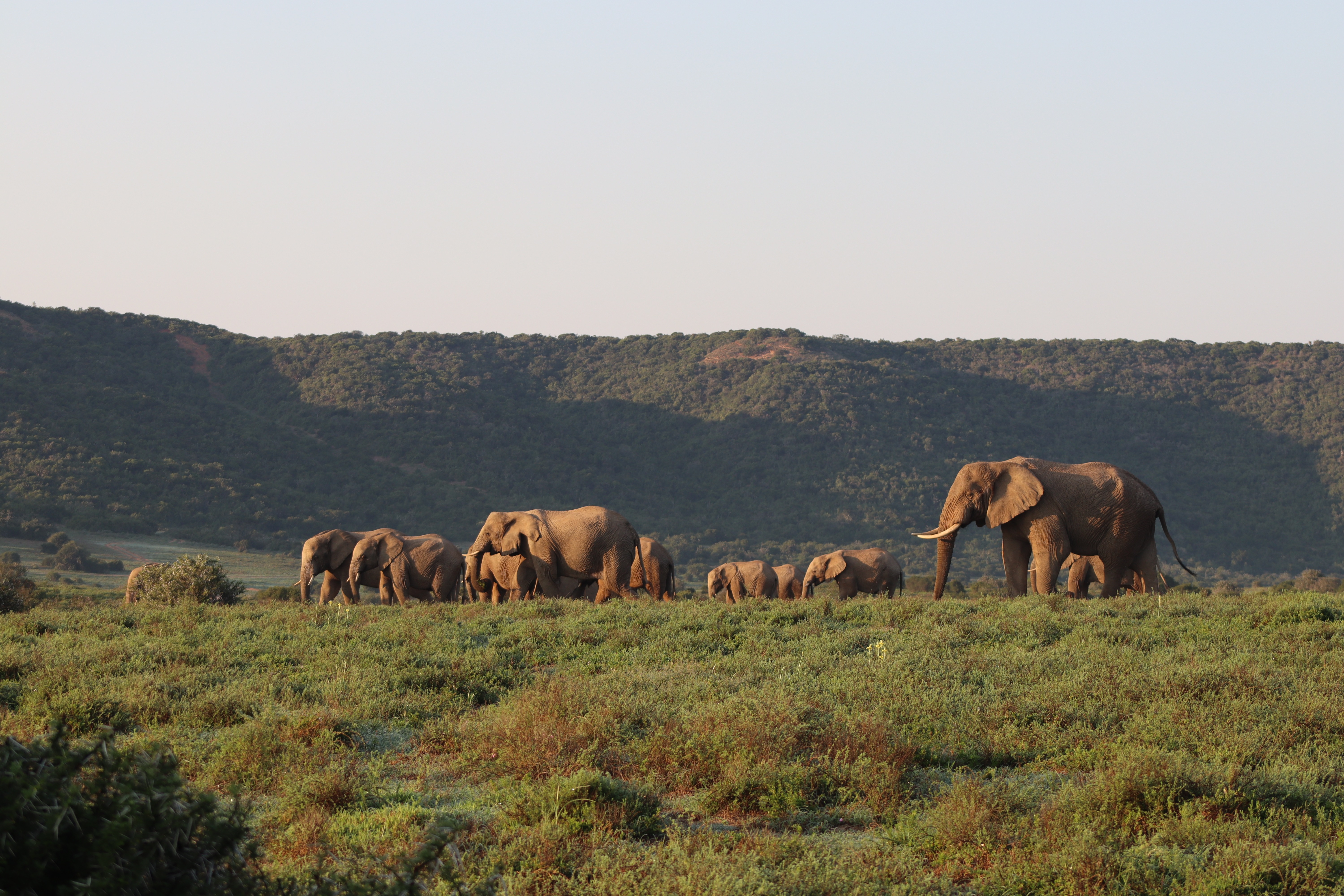 Addo Elephant National Park
